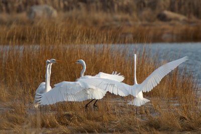 4 Great Egrets