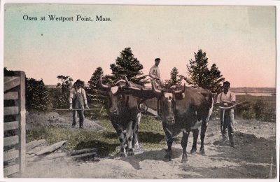 Oxen at Westport Point, Mass.