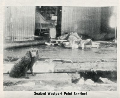 Hurricane Pictures 8/31/54 Soaked Westport Point Sentinel
