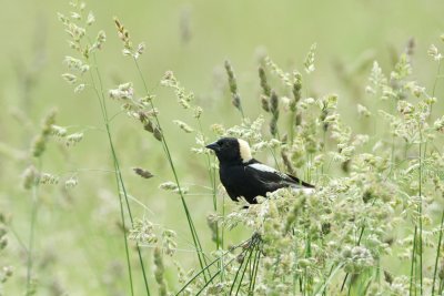 Bobolink time again 2