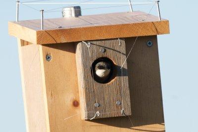 tree swallow in nest box