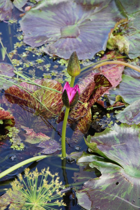 Naples Botanical Gardens