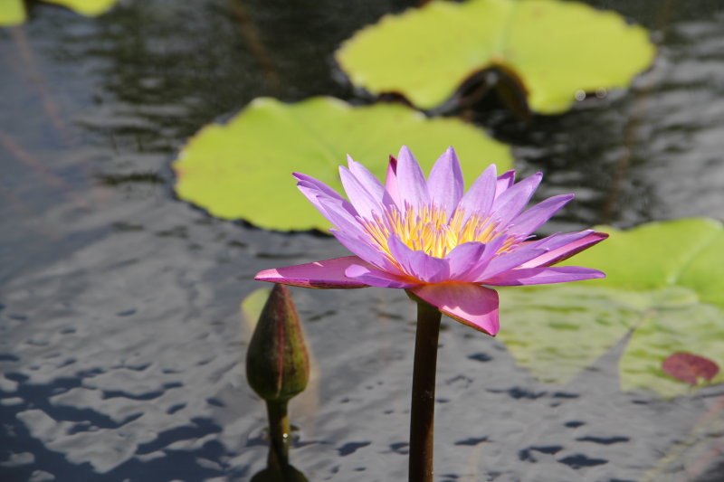 Naples Botanical Gardens