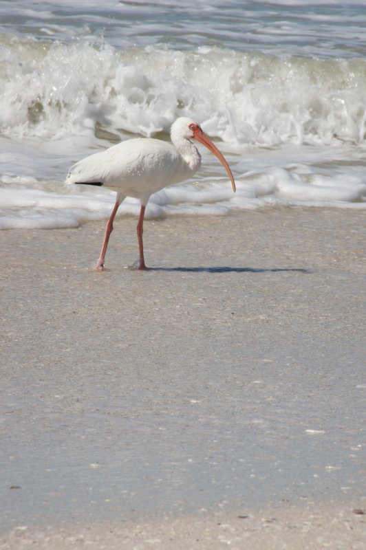 White Ibis