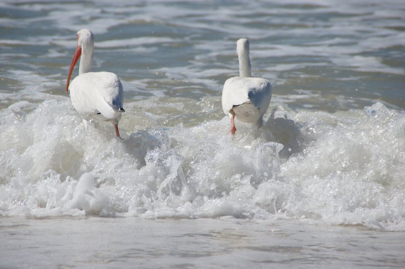 White Ibis