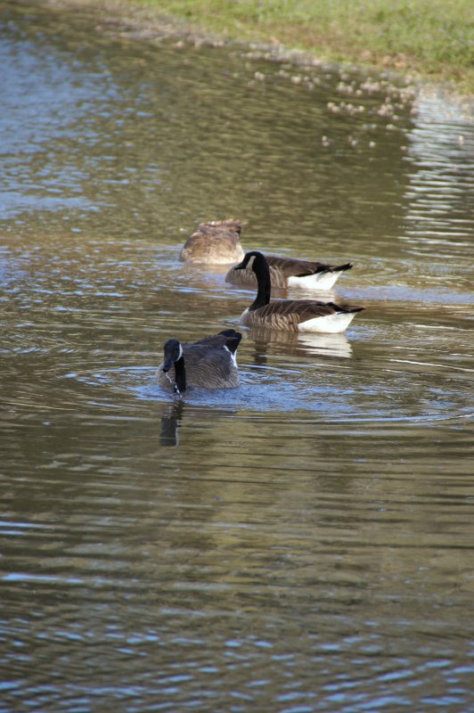 Canadian Geese