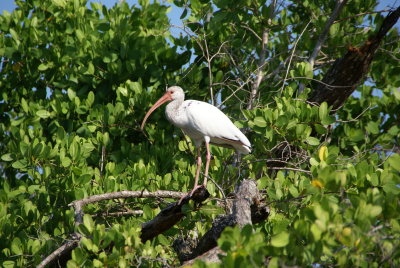 Naples, Florida