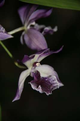 Orchid