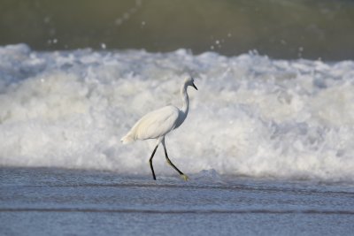 Naples, Florida