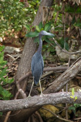 Naples, Florida