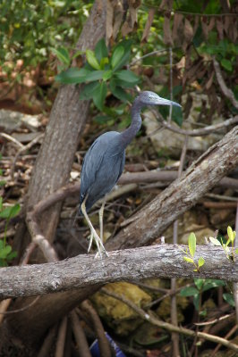 Naples, Florida