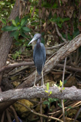 Naples, Florida