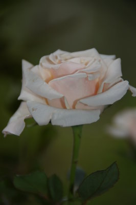 Rosa