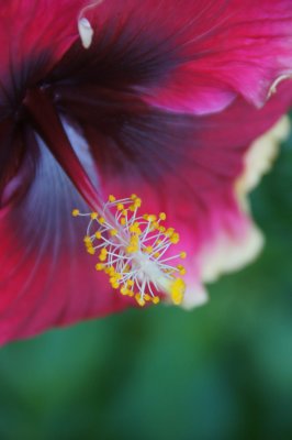 Madeline Hibiscus