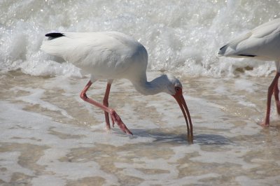 White Ibis