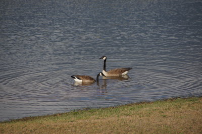 Canadian Geese