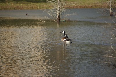 Canadian Geese