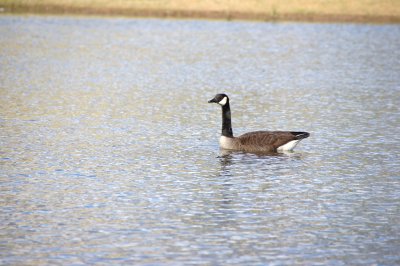 Canadian Geese