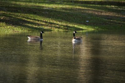 Canadian Geese