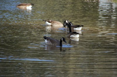 Canadian Geese