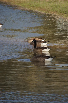 Canadian Geese