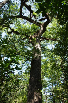 Corkscrew Swamp Sanctuary