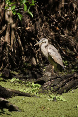 Corkscrew Swamp Sanctuary