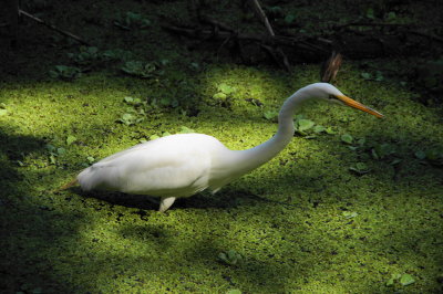 Corkscrew Swamp Sanctuary