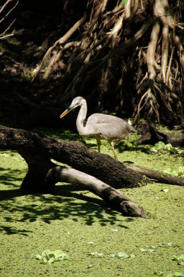 Corkscrew Swamp Sanctuary