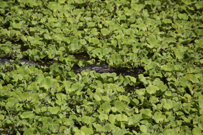 Corkscrew Swamp Sanctuary