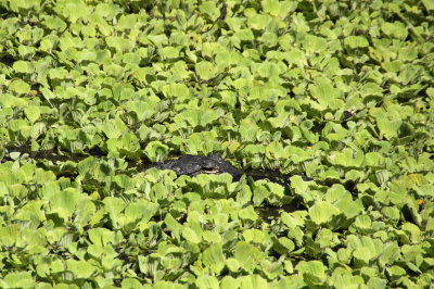 Corkscrew Swamp Sanctuary