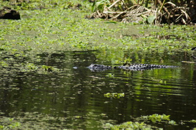 Corkscrew Swamp Sanctuary