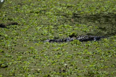 Corkscrew Swamp Sanctuary