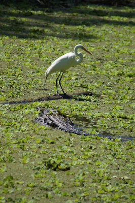 Corkscrew Swamp Sanctuary