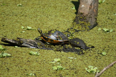 Corkscrew Swamp Sanctuary