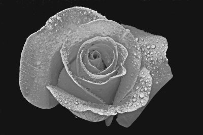February 22 Red Rose on Black and White