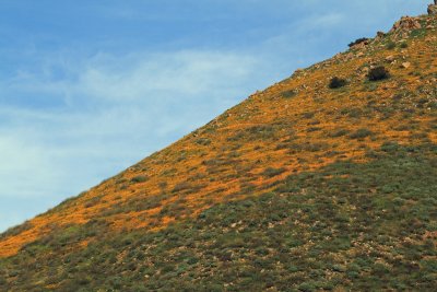 Wildflowers, Temescal Canyon, Corona, CA