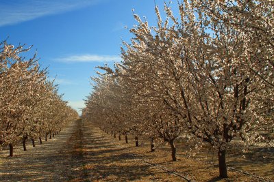 Pistachio Trees, San Joaqiun Valley, CA