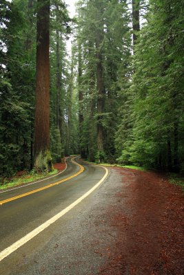 Avenue of the Giants,  Humbolt Redwoods, CA