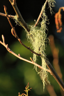 March 23 Moss in Alder