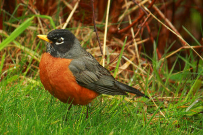 Robin         Turdus migratorius