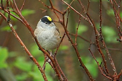 Gold-crowned Sparrow   Zonotrichia atricapilla