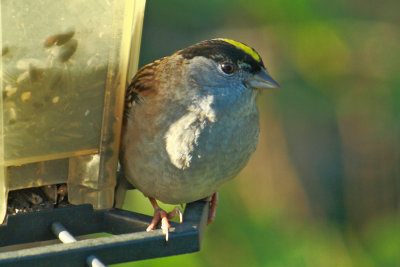 Gold-crowned Sparrow   Zonotrichia atricapilla