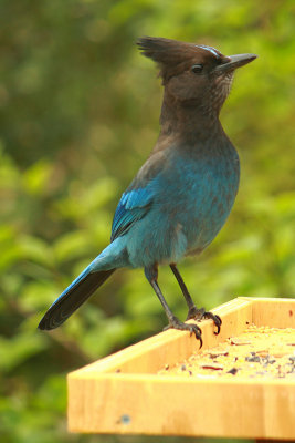 Stellar's Jay    Cyanocitta stelleri