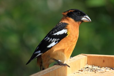 Black-headed Grosbeak   Pheucticus melanocephalus