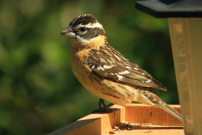 White-crowned Sparrow  Zonotrichia leucophreys