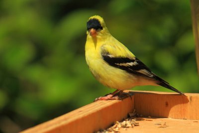 American  Goldfinch   Carduelis tristis