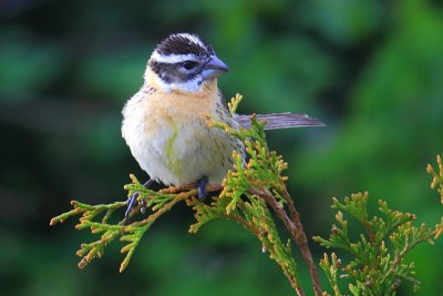 White-crowned Sparrow  Zonotrichia leucophreys