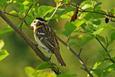 White-crowned Sparrow  Zonotrichia leucophreys