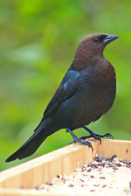 Brown-headed Cowbird  Molothrus ater